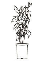Line drawing of a flower bulb