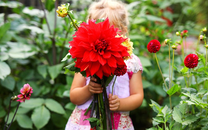 A little girl holds a bouquet of red Dahlias