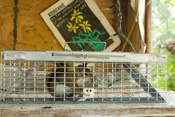 Red Squirrel caught in box prior to release
