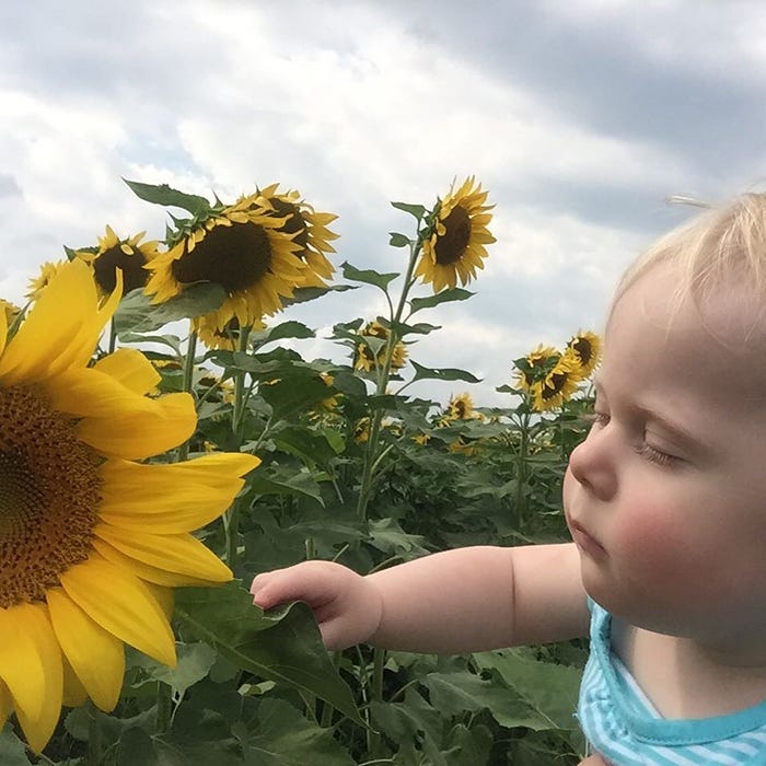 baby touching a sunflower
