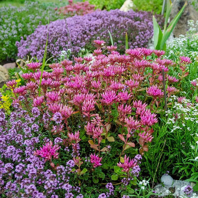 Sedum blooming with thyme in the garden