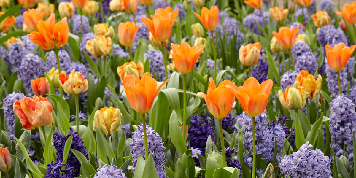 Tulips and Hyacinth with blooming flowers