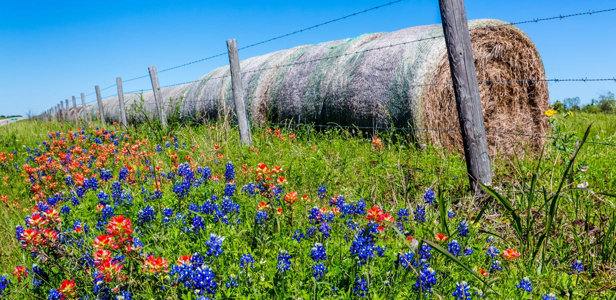 field of texas bluebonnets