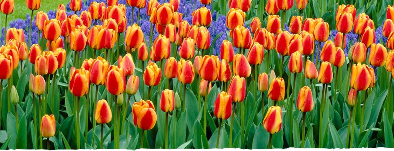 how to grow tulips simple steps