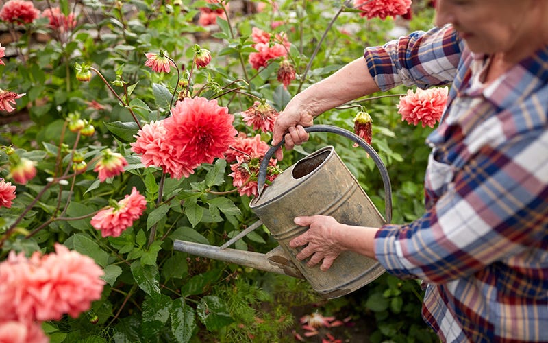 A gardener waters Dahlia plants with a watering can