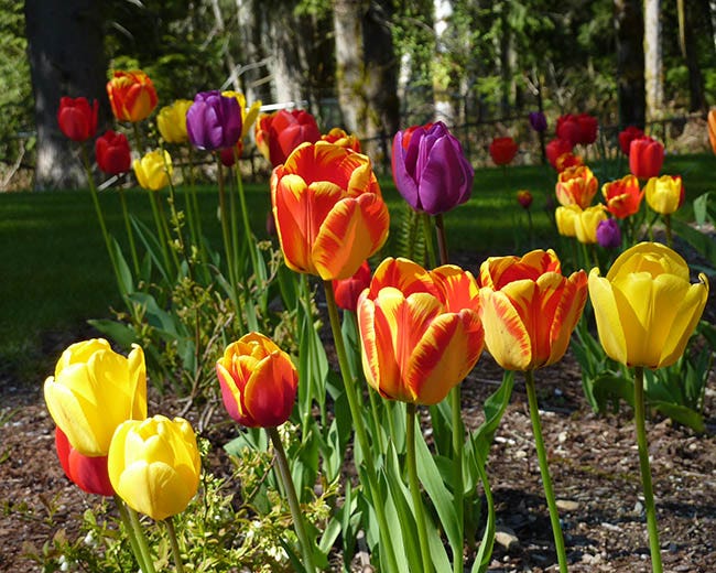 colorful yellow and orange and purple tulips