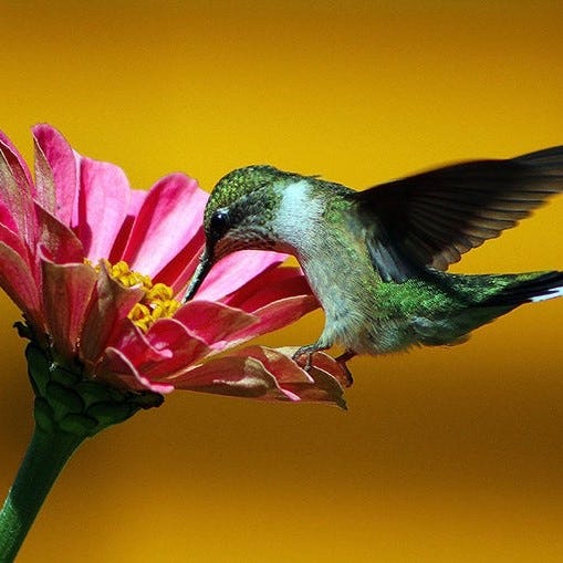 Hummingbird sipping nectar from a pink zinnia flower